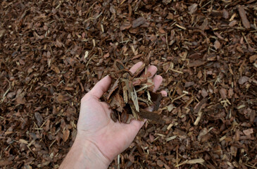 mulch bark from pieces of pine and spruce to prevent weeds from growing and germinating gardener carries it on the back of a delivery van man's hand evaluates the quality of pieces of mulch