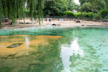 Penguin swiming pool at London zoo, natural pond for seabirds