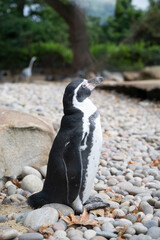 Obraz premium Humboldt Penguin at the London Zoo, wildlife
