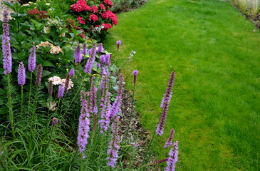 bark, blooming, blossom, bown, brown, container, cotoneaster, curb, flowerbed, garden, gardener,...