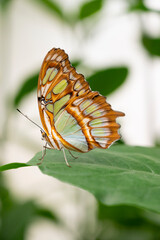 Fototapeta na wymiar Swallowtail butterfly, Papilio machaon closeup with green backround