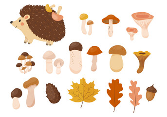 Cozy autumn collection of decorative season elements such as mushrooms, oak and maple leaves, acorm, hedgehog, cone. October vector illustrations in flat style. Botanical fall stickers