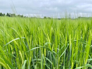 Obraz premium Kornfeld bei Regen 