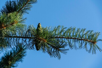 Young green cones on branch of Japanese pine Pinus parviflora Glauca with original bicolor green-silver needles. Blurred background. Selective focus. Nature concept for design with copy space