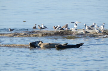 sea lions on the sea off the coast of vancouver island in Canada