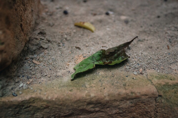 Foliage amidst the city's concrete