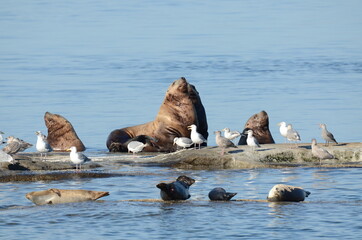 sea lions on the sea off the coast of vancouver island in Canada
