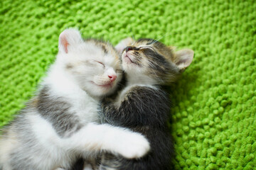 Cute adorable kittens hugging and sleeping on mat.Relaxing kitty.Baby cats napping.Colico pet cat...
