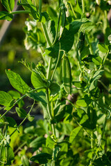 Closeup on sugar pea growing in the garden