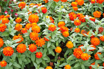 Naklejka premium Orange Zinia flower field garden design and decoration.