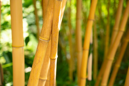 Live bamboo stalks, sticks or stems. Shallow depth of field with focus on front stalk.