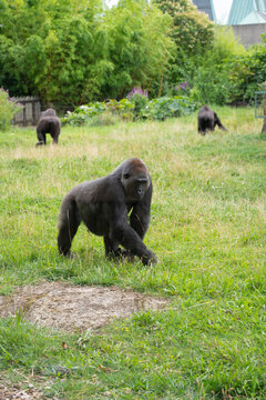 London, U.K., July 22, 2021. Western Lowland Gorilla at London Zoo park