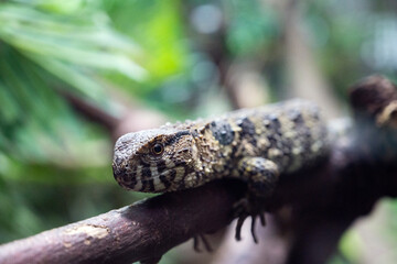 London, U.K., July 22, 2021: Caiman Lizard on tree London Zoo park