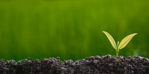Planting trees to grow in the soil