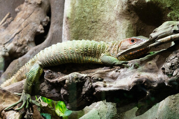 London, U.K., July 22, 2021: Caiman Lizard on tree London Zoo park