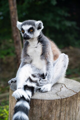 Ring-tailed Lemur monkey with orange eyes in London Zoo