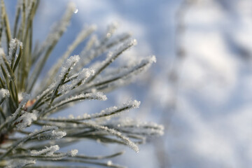 background tree frozen in ice