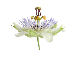 Beautiful blossom of Passiflora plant (passion fruit) on white background