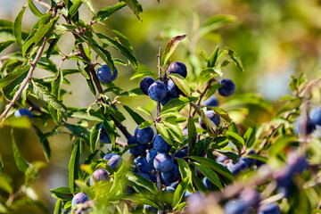 Plum tree with juicy fruits on sunset light