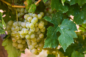 Close up of Grapes Hanging on Branch in Grapes Garden.