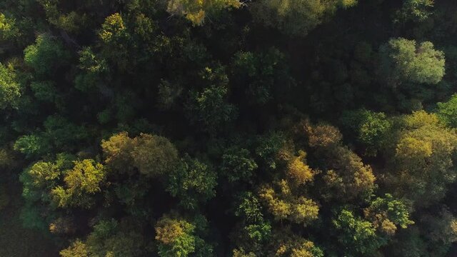 Aerial video of a summer forest