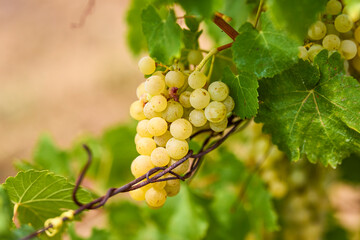 Close up of Grapes Hanging on Branch in Grapes Garden.