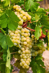 Close up of Grapes Hanging on Branch in Grapes Garden.
