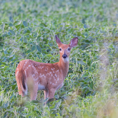 White-tailed Fawn (Odocoileus virginianus) with spots in a Soybean(Glycine max) field during summer. Selective focus, background and foreground blur.
