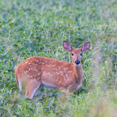 White-tailed Fawn (Odocoileus virginianus) with spots in a Soybean(Glycine max) field during summer. Selective focus, background and foreground blur.
