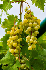 Close up of Grapes Hanging on Branch in Grapes Garden.