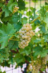 Close up of Grapes Hanging on Branch in Grapes Garden.