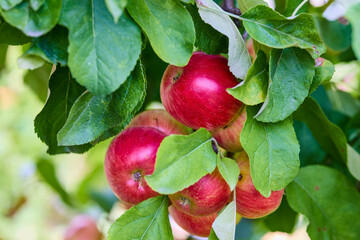 Autumn day. Rural garden. In the frame ripe red apples on a tree.