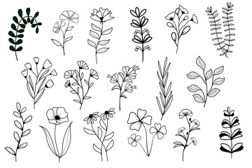 Collection of flower herbs natural leaves. Decorative beauty elegant vector illustration for hand drawing design.