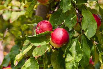 Autumn day. Rural garden. In the frame ripe red apples on a tree.