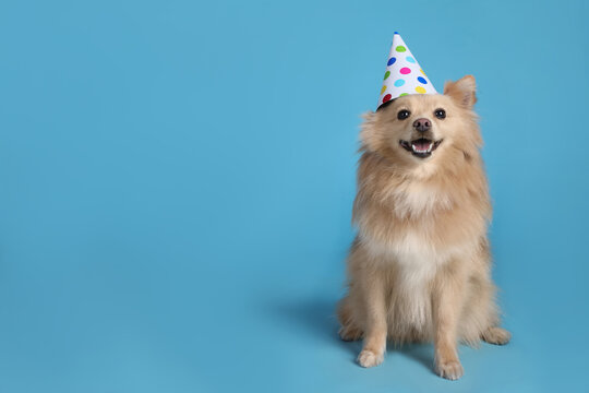 Cute dog with party hat on light blue background, space for text. Birthday celebration