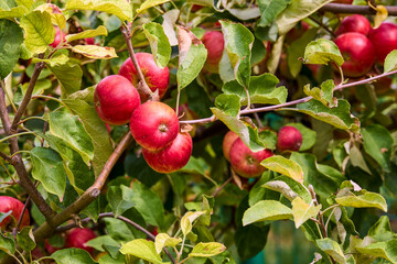 Autumn day. Rural garden. In the frame ripe red apples on a tree.
