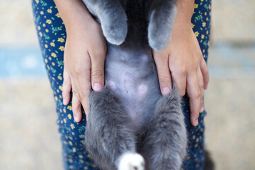 Cat's healed stitches on belly.Spaying and surgery healing.Feline surgical cut.Wound care.Recovery for grey pet.
