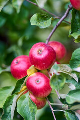 Autumn day. Rural garden. In the frame ripe red apples on a tree.