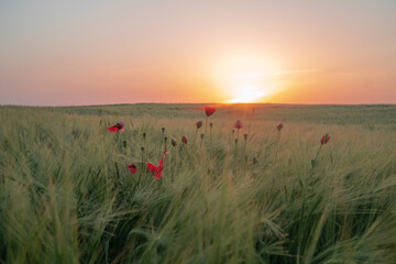 Spikelets of wheat and poppy flowers at dawn