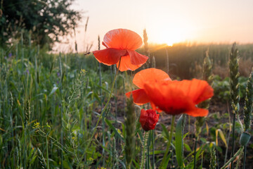Spikelets of wheat and poppy flowers at dawn
