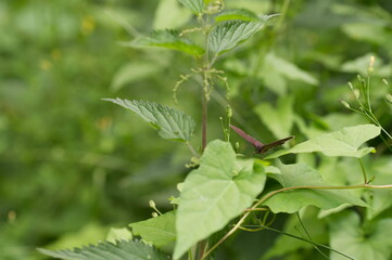 Closeup shot of plant with heart-shaped leaves against green background