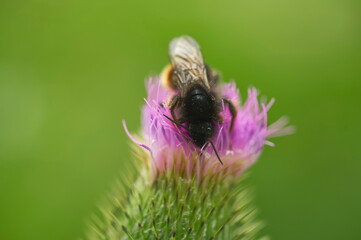 Closeup shot of a bumblebee on the purple flower bud against a green background