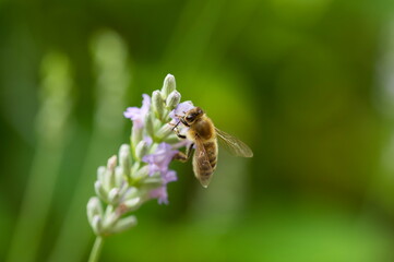 Closeup shot of a bumblebee on the plant with purple flowers against a green background