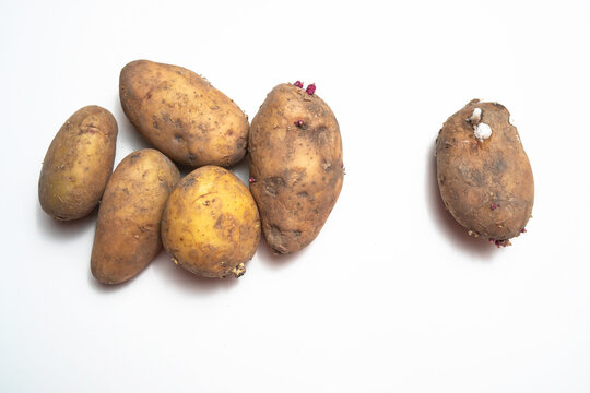 There Are Potatoes On A White Table.next To Rotten Potatoes Separately.