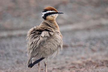 Closeup feathers of Indian Courser, Cursorius coromandelicus, India