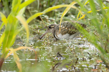 The greater painted-snipe is a species of wader in the family Rostratulidae. Rostratula benghalensis, Male, India