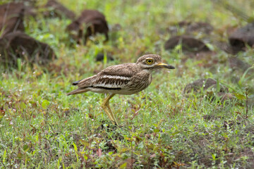 Indian stone-curlew or Indian thick-knee, Burhinus indicus, India