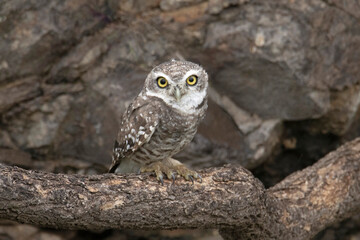 Spotted owlet, Athene brama closeup, India