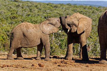 Two juvenile Elephant with trunks intertwined
