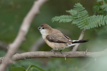 Indian silverbill or white-throated munia, Euodice malabarica, India